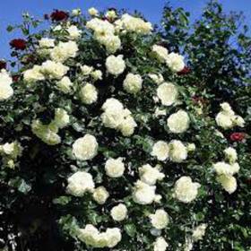 Роза плетистая Шнеевальзер - от питомника саженцев Орогодный дом, Крым