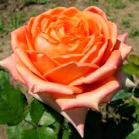 Роза чайно-гибридная  Эльдорадо - от питомника саженцев Орогодный дом, Крым
