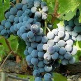 Виноград винный Каберне - от питомника саженцев Орогодный дом, Крым