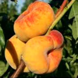 Персик инжирный Бельмондо - от питомника саженцев Орогодный дом, Крым