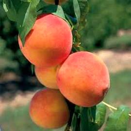 Колоновидный персик Сувенир - от питомника саженцев Орогодный дом, Крым
