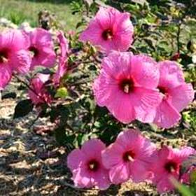 Гибискус садовый розовый - от питомника саженцев Орогодный дом, Крым