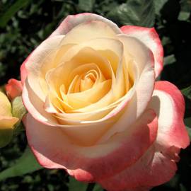 Роза чайно-гибридная Белла Перла - от питомника саженцев Орогодный дом, Крым