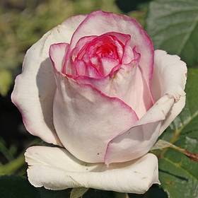 Роза чайно-гибридная Белла Вита - от питомника саженцев Орогодный дом, Крым