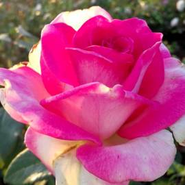Роза чайно-гибридная Утро Парижа - от питомника саженцев Орогодный дом, Крым