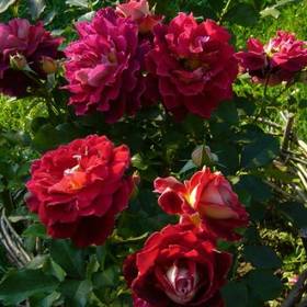 Роза флорибунда Индиан раффлс - от питомника саженцев Орогодный дом, Крым