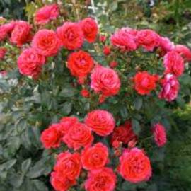 Роза флорибунда Черри гёрл - от питомника саженцев Орогодный дом, Крым