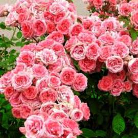 Роза флорибунда Кимоно - от питомника саженцев Орогодный дом, Крым