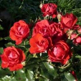 Роза флорибунда Нина Вейбул - от питомника саженцев Орогодный дом, Крым