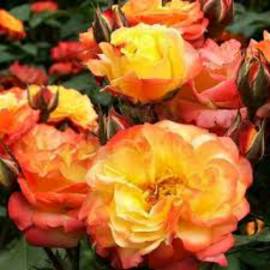 Роза флорибунда Румба - от питомника саженцев Орогодный дом, Крым