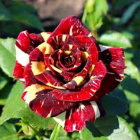Роза флорибунда Фокус покус - от питомника саженцев Орогодный дом, Крым