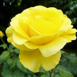 Роза флорибунда Сфинкс - от питомника саженцев Орогодный дом, Крым