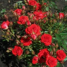 Роза спрей Мирабель - от питомника саженцев Орогодный дом, Крым
