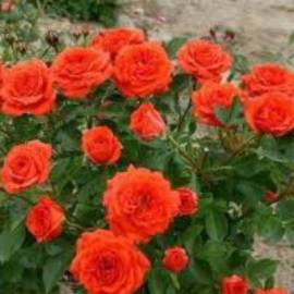 Роза спрей Оранж беби - от питомника саженцев Орогодный дом, Крым