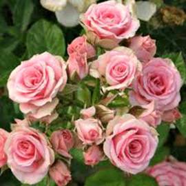 Роза бордюрная Лидия - от питомника саженцев Орогодный дом, Крым