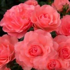 Роза бордюрная Линда - от питомника саженцев Орогодный дом, Крым