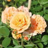 Роза бордюрная Клементина - от питомника саженцев Орогодный дом, Крым