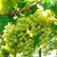 Саженцы винограда - от питомника саженцев Орогодный дом, Крым