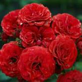 Роза бордюрная Кордула - от питомника саженцев Орогодный дом, Крым