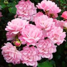 Роза почвопокровная Сатина - от питомника саженцев Орогодный дом, Крым