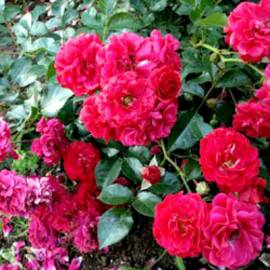Роза почвопокровная Хеллоу - от питомника саженцев Орогодный дом, Крым