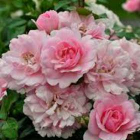 Роза почвопокровная Боника - от питомника саженцев Орогодный дом, Крым