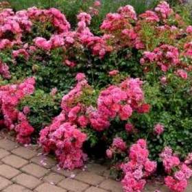 Роза почвопокровная Бродмент - от питомника саженцев Орогодный дом, Крым