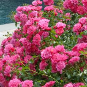 Роза почвопокровная Флауер Карпет - от питомника саженцев Орогодный дом, Крым