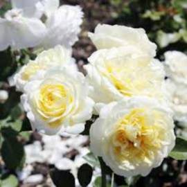 Роза почвопокровная Кент - от питомника саженцев Орогодный дом, Крым