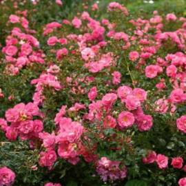 Роза почвопокровная Песент - от питомника саженцев Орогодный дом, Крым