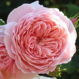 Английская роза Вильям Моррис - от питомника саженцев Орогодный дом, Крым