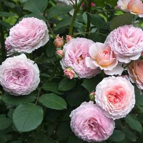 Английская роза Джеймс Голуэй - от питомника саженцев Орогодный дом, Крым