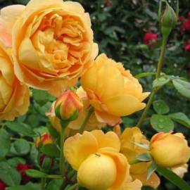 Английская роза Голден селебрейшн - от питомника саженцев Орогодный дом, Крым