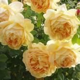 Английская роза Грехем Томас - от питомника саженцев Орогодный дом, Крым