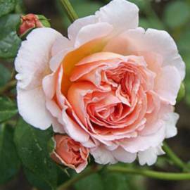 Английская роза Абрахам Дарби - от питомника саженцев Орогодный дом, Крым