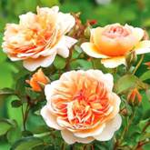 Английская роза Пегас - от питомника саженцев Орогодный дом, Крым