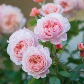 Английская роза Шропшир лад - от питомника саженцев Орогодный дом, Крым