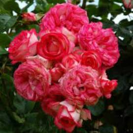 Роза плетистая Антика - от питомника саженцев Орогодный дом, Крым