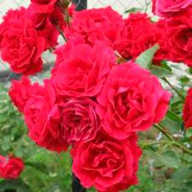 Роза плетистая Симпатия - от питомника саженцев Орогодный дом, Крым