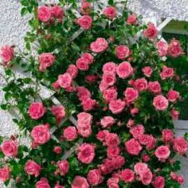 Роза плетистая Лавиния - от питомника саженцев Орогодный дом, Крым