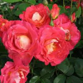 Роза плетистая Арлекин - от питомника саженцев Орогодный дом, Крым