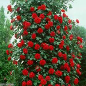Роза плетистая Сантана - от питомника саженцев Орогодный дом, Крым