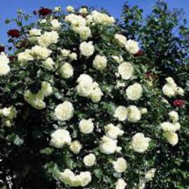 Роза плетистая Шнеевальзер - от питомника саженцев Орогодный дом, Крым
