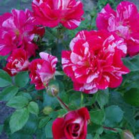 Роза плетистая Твист - от питомника саженцев Орогодный дом, Крым