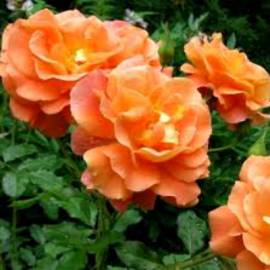 Роза плетистая Вестерленд - от питомника саженцев Орогодный дом, Крым