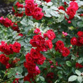 Роза плетистая Фламентанц - от питомника саженцев Орогодный дом, Крым