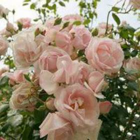 Роза плетистая Нью Доун - от питомника саженцев Орогодный дом, Крым
