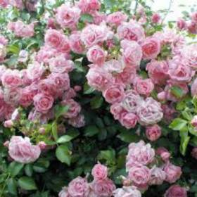 Роза плетистая Фрагецайхен - от питомника саженцев Орогодный дом, Крым