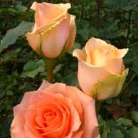 Роза чайно-гибридная Версилия - от питомника саженцев Орогодный дом, Крым