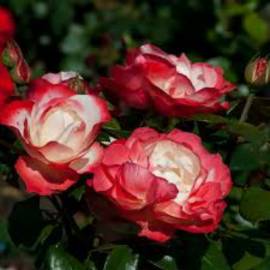 Роза чайно-гибридная  Ностальжи - от питомника саженцев Орогодный дом, Крым